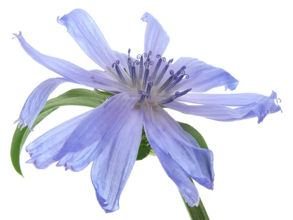 Flor silvestre azul — Foto de Stock