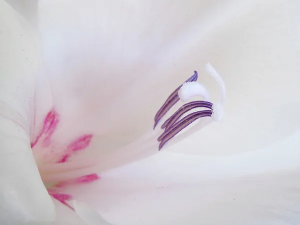 Cerrar gladiola blanca — Foto de Stock