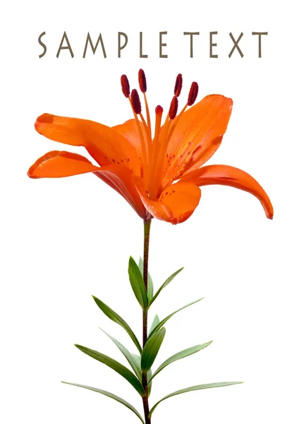 Hasičském červené lilie — Stock fotografie