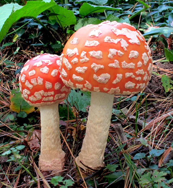 stock image Fly agaric