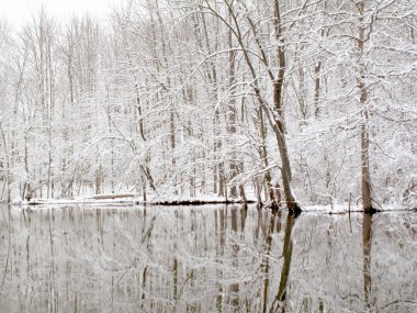 Pond in Winter