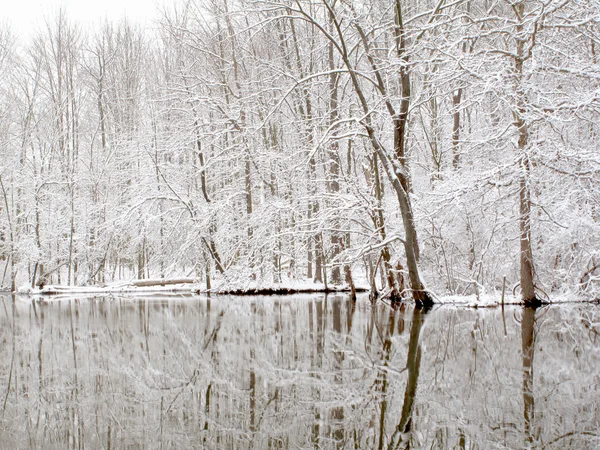 stock image Pond in Winter