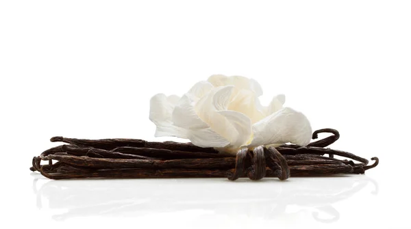 Vanille met witte bloem Stockafbeelding