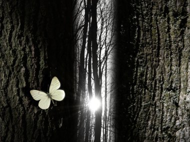 Spiritual butterfly near a tree gap light