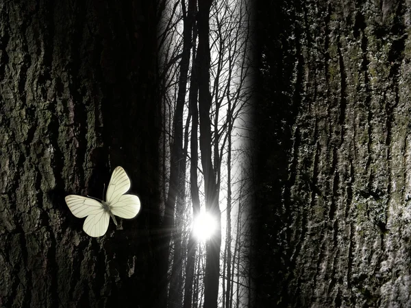 Духовная бабочка рядом со светом разницы между деревьями — стоковое фото