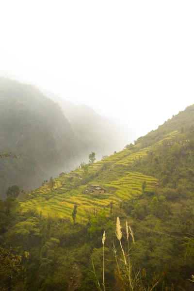 stock image Terrace fields in nepal