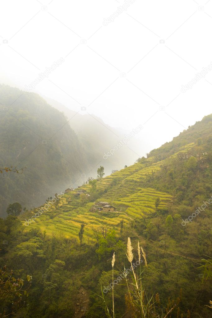 Terrace fields in nepal