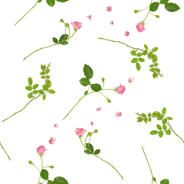 Sömlös blomstrande rosor i rosa — Stockfoto