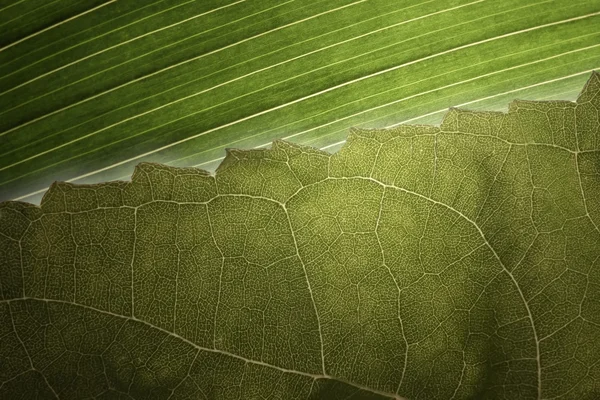 Leafe satırları — Stok fotoğraf
