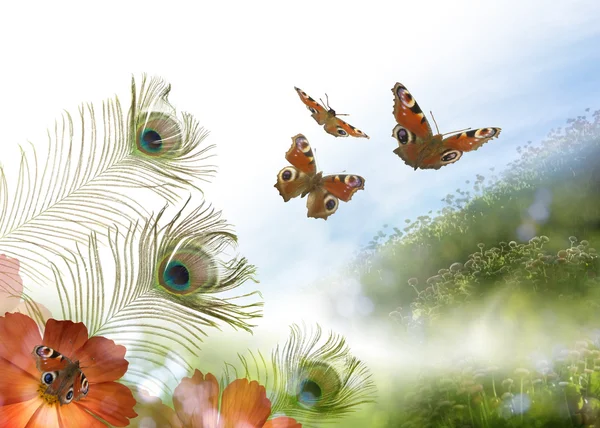 Павич метелик сцени — стокове фото