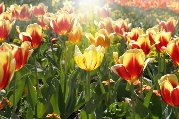 stock image Unique tulip