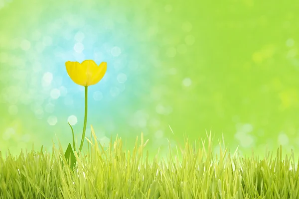 Żółty tulipan na niebiesko — Zdjęcie stockowe
