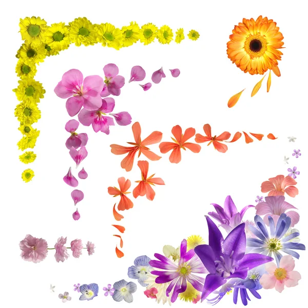 Blume Knospenecke Sammlung — Stockfoto