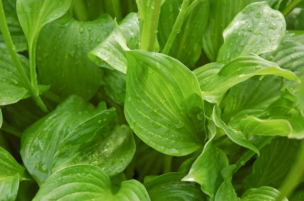 stock image Green leaves