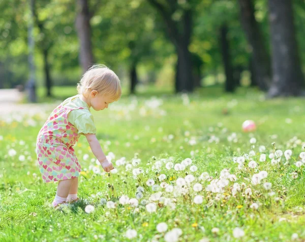 Baby gathering dandelions in park — Stock Photo, Image