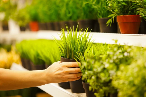 Closeup on hands taking pots of green grass from store shelf — Stock Photo, Image