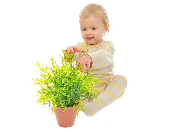 Adorable baby playing with plant in pot isolated on white — Stock Photo, Image