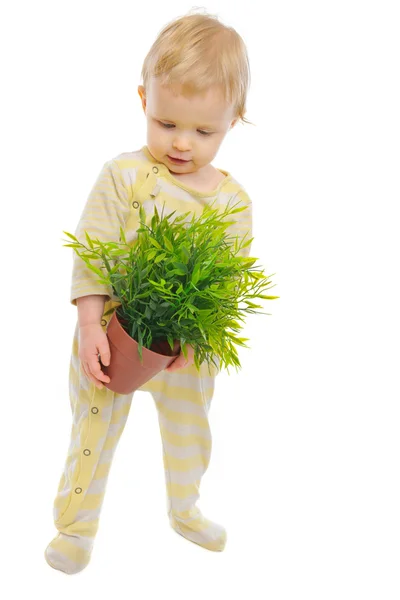 Цікава дитина оглядає рослину в горщику ізольовано на білому — стокове фото