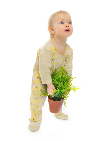 Interested baby trying to raise pot with a plant isolated on whi Stock Image