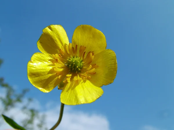 Pojedynczy kwiat żółty się częściowo zachmurzone niebo — Zdjęcie stockowe
