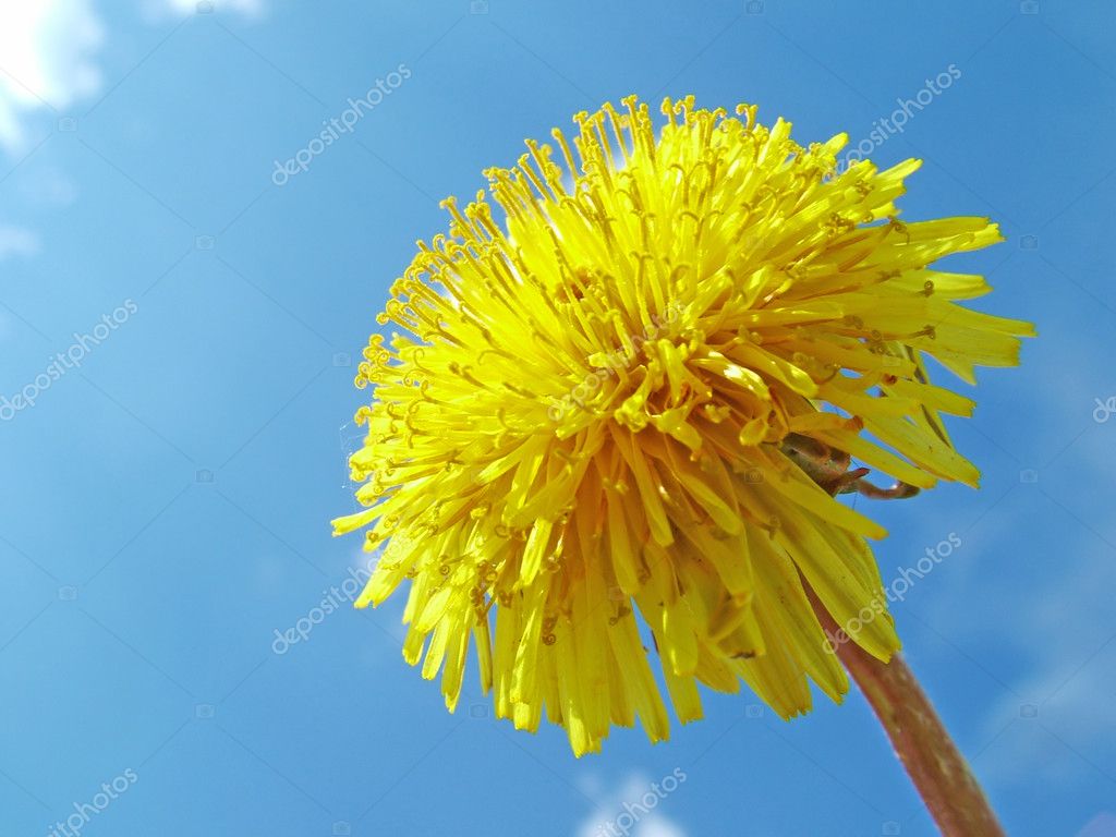 Belle Fleur De Pissenlit Image Libre De Droit Par Zoranm C