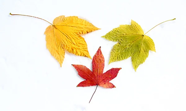 Trois feuilles colorées sur fond blanc — Photo
