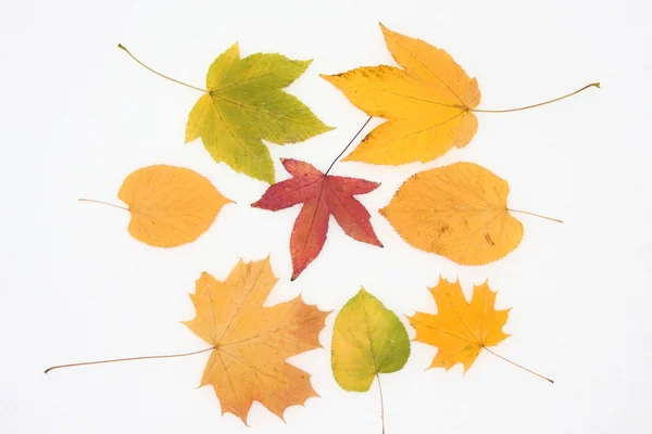 Ocho hojas de colores sobre el fondo blanco — Foto de Stock
