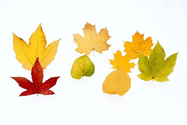Eight leaves on the white background — Stock Photo, Image
