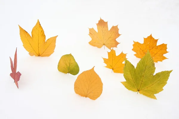 Acht bladeren op de witte achtergrond — Stockfoto