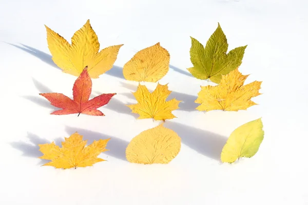 Nine leaves in the snow — Stock Photo, Image