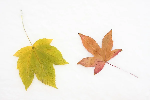 Zielnik liści na białym tle — Zdjęcie stockowe