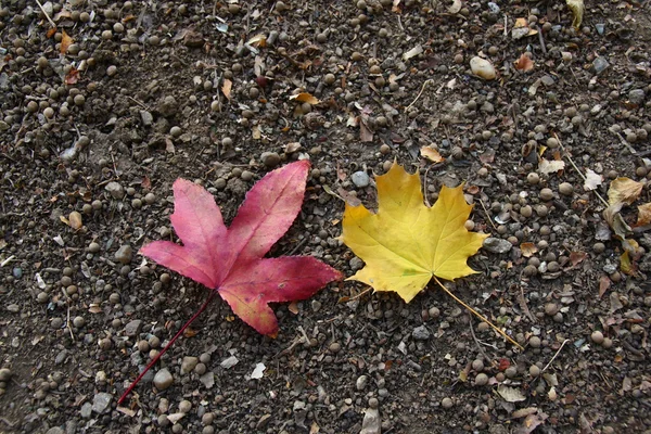 Two autumnal leaves — Stock Photo, Image