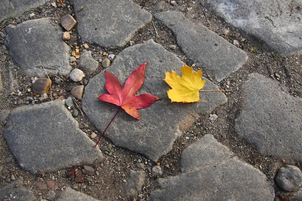 Twee herfst bladeren — Stockfoto
