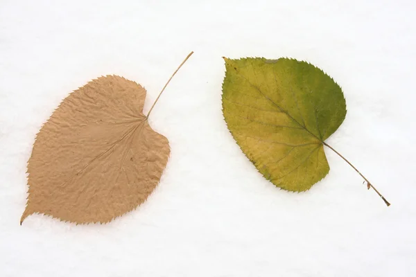 하얀 배경에 있는 두 장의 잎 — 스톡 사진