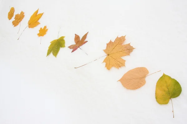Neuf feuilles sur fond blanc — Photo