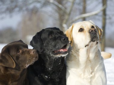 Üç labrador kafa