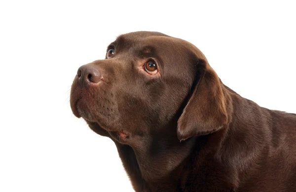 Cap de câine — Fotografie, imagine de stoc