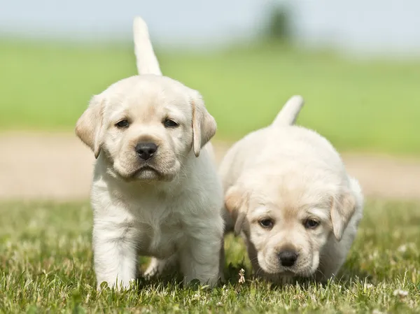 Два милых щенка — стоковое фото
