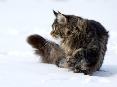 kar üzerinde kedi. Lynx