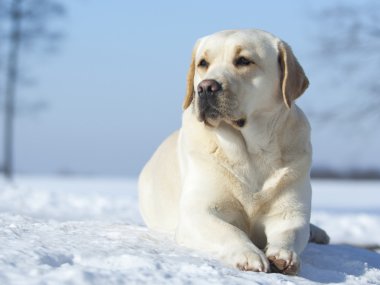 labrador başı