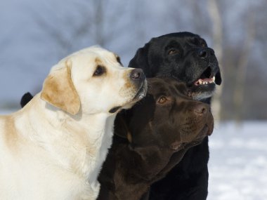 Üç labrador kafa