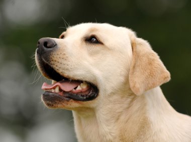 labrador başı