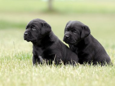 Siyah labrador yavruları