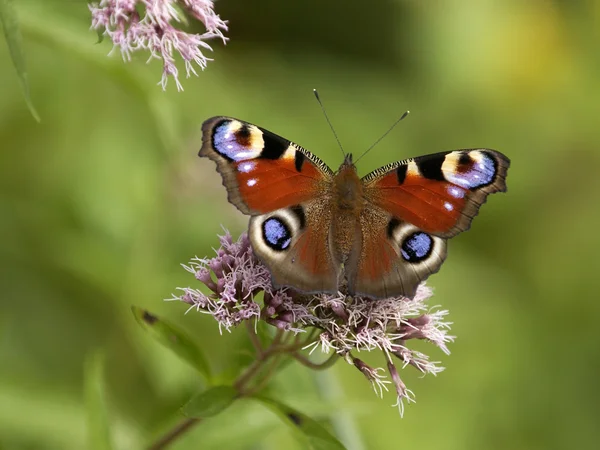 stock image Butterfly macro