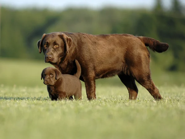 Dogs couple. mom and son — Stock Photo, Image