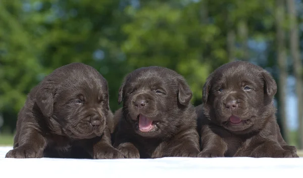 Tre puppieslabrador — Stockfoto