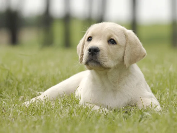 Labrador puppy — Stockfoto