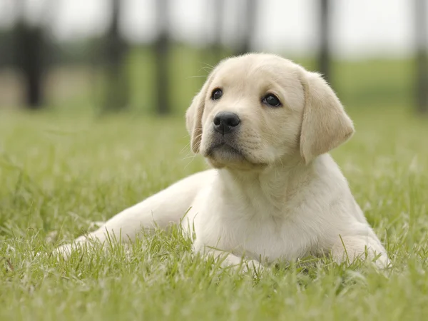 Labrador hundvalp — Stockfoto