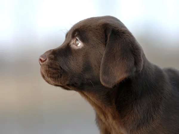 Dog puppy head — Stock Photo, Image