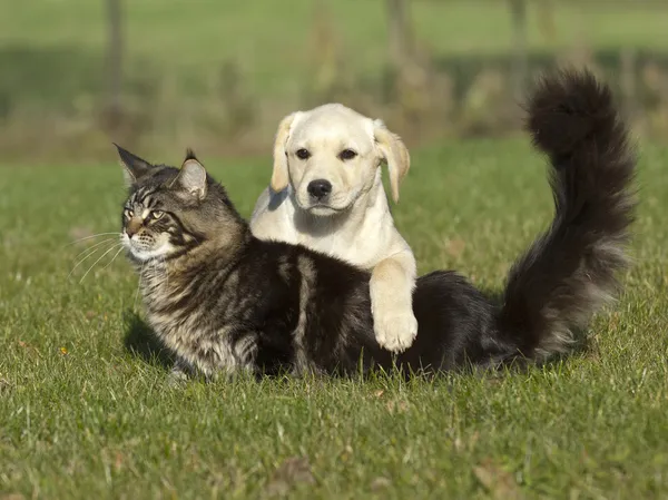 Лабрадор цуценя і кіт — стокове фото